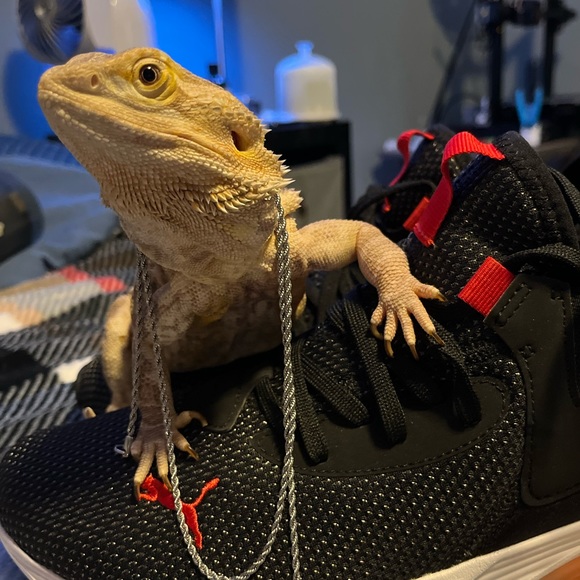 Meet your Posher, Wesley - Picture 1 of 1